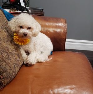 Meet your Posher, Callie